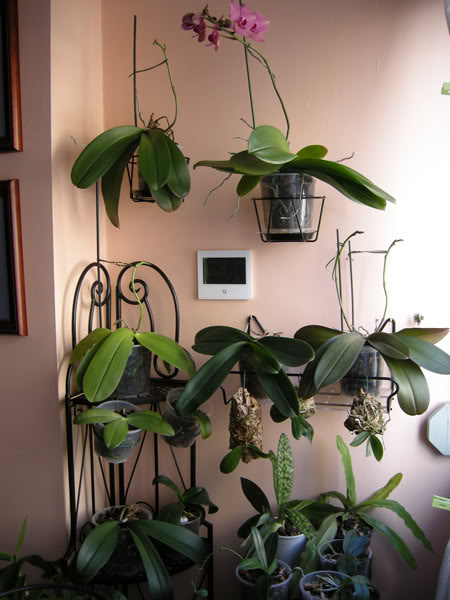 24-02-09-003jpg-rincn-orquis.jpg