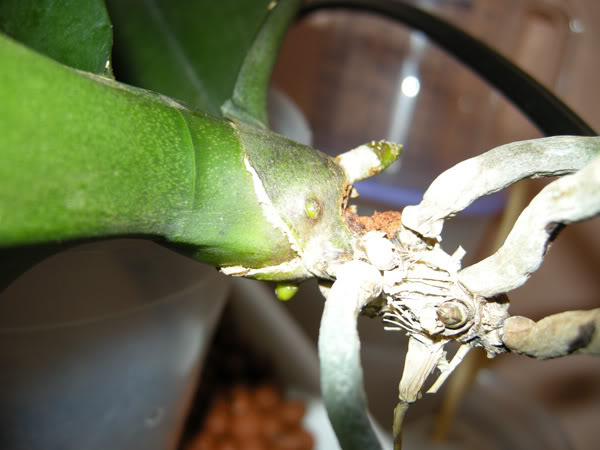 24-02-09-006jpg-phal-enferma.jpg