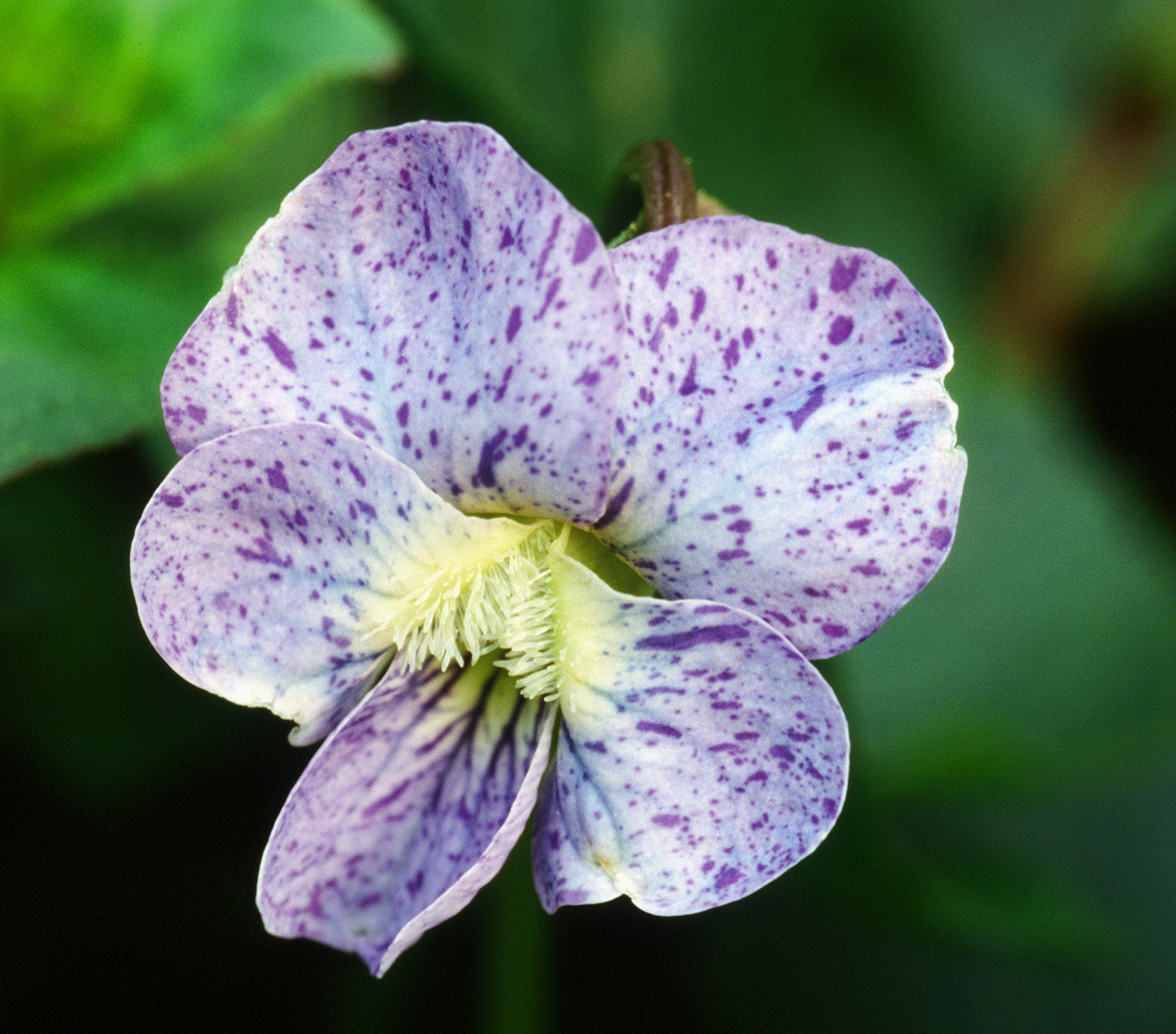 240007-Viola-sororia-May-1996.jpg