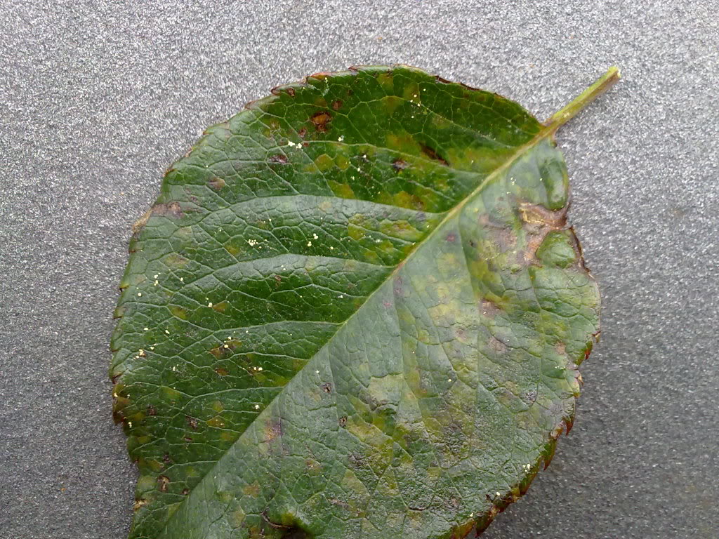 24012010138.jpg