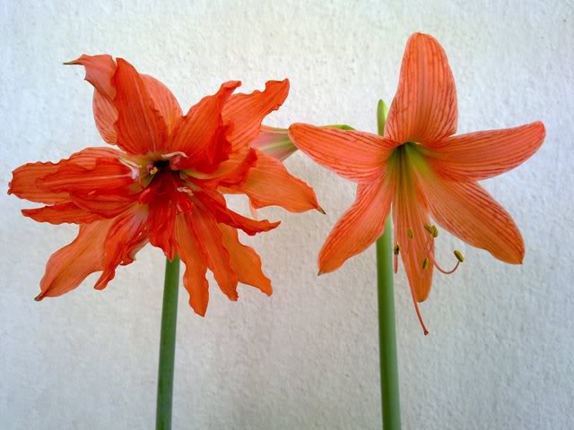 24032010045.jpg
