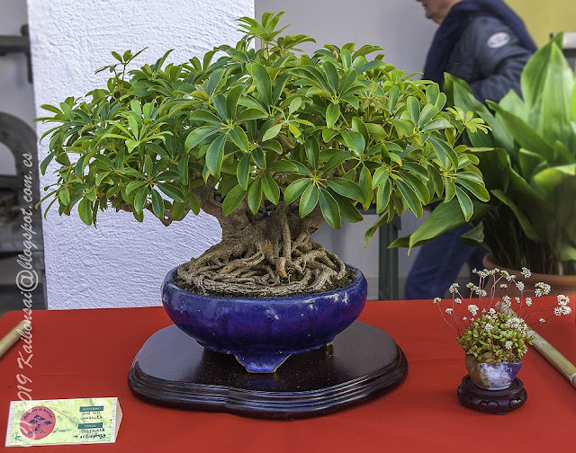 24032019-BONSAI%2BUBRIQUE%2B2019%2B%25287%2529.JPG