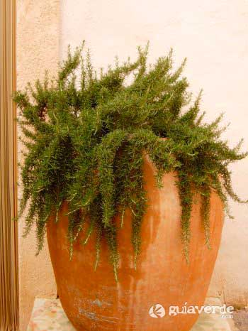 24062011124515_rosmarinus-officinalis-prostratus166442.jpg