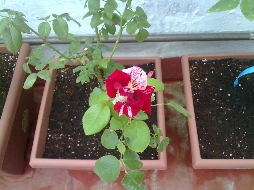 24072010661.jpg