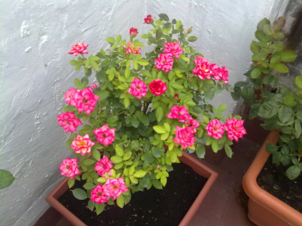 24072010665.jpg