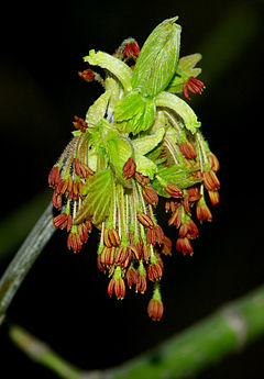 240px-Acer_negundo_-_male_inflorescences.jpg