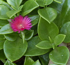 240px-Aptenia_cordifolia_flower_leaves.jpg