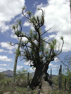 240px-Beaucarneagracilis.JPG