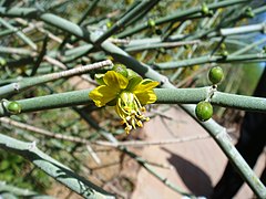 240px-Bulnesia-retama-20080330.JPG