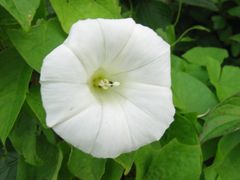 240px-Calystegia_sepium_ssp_sepium_bluete.jpe