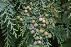 240px-Chamaecyparis_lawsoniana.jpg