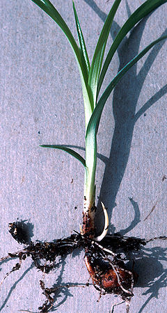 240px-Chufa.jpg