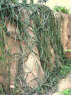240px-Cissus_quadrangularis_-_Hong_Kong_Park_Conservatory_-_IMG_9824.JPG