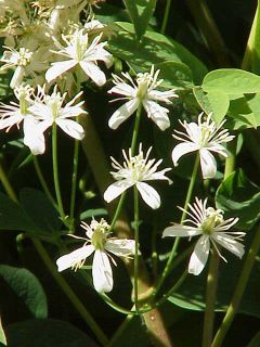 240px-Clematis_recta0.jpg