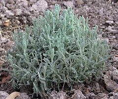 240px-Cotton_Lavender%2C_Gray_Santolina_%28Santolina_chamaecyparissus%29.jpg