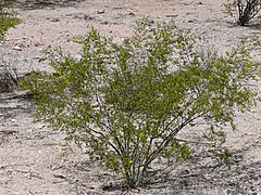240px-Creosote_Larrea_tridentata.JPG