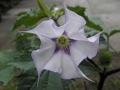 240px-Datura_str_tat5.JPG