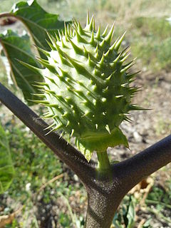 240px-Datura_stramonium-frutos-1.JPG