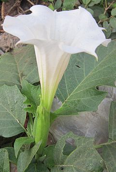 240px-Datura_stramonium_flower02.jpg