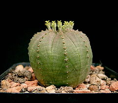 240px-Euphorbia_obesa_obesa3_ies.jpg