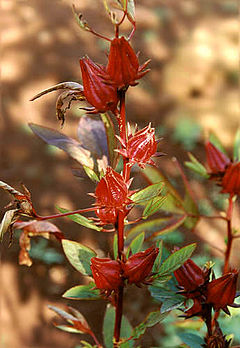 240px-Flor_de_Jamaica.jpg