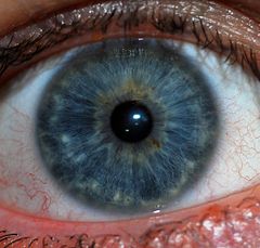 240px-Human_Iris_JD052007.jpg