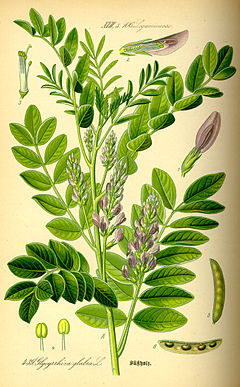 240px-Illustration_Glycyrrhiza_glabra0.jpg