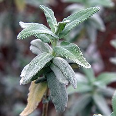 240px-IMG_0438-Salvia_leucophylla.jpg