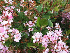 240px-Indian_Hawthorn_Bloom.jpg