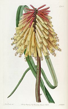 240px-Kniphofia_uvaria_%28as_Tritoma_burchellii%29_Edwards%27s_Bot._Reg._21._t._1745_%281835%29..jpg