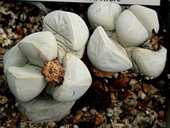 240px-Lapidaria_margaretae_1.jpg