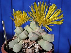 240px-Lapidaria_sp_1.jpg