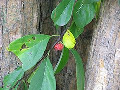 240px-Maclura_tricuspidata-fruit.jpg