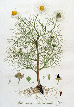 240px-Matricaria_chamomilla_%E2%80%94_Flora_Batava_%E2%80%94_Volume_v4.jpg
