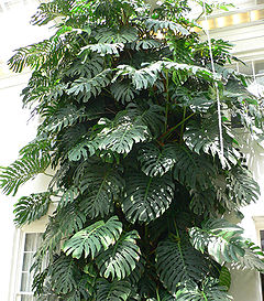 240px-Monstera_deliciosa2.jpg