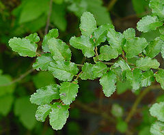 240px-Nothofagus_antarctica_D.jpg