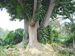 240px-Phytolacca_dioica.jpg