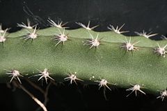 240px-Selenicereus_grandiflorus_stem.jpg
