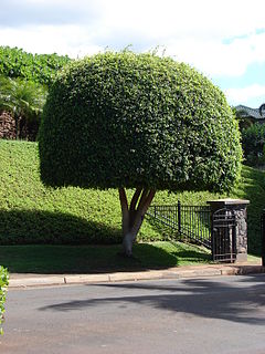 240px-Starr_070221-4783_Ficus_benjamina.jpg