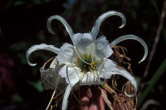 240px-Starr_980529-4235_Hymenocallis_sp..jpg