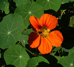 240px-Tropaeolum_majus_2005_G1.jpg