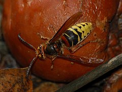 240px-Vespa_crabro_0003.jpg