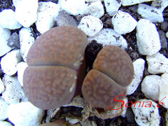 242392465_05a92236e0_m.jpg