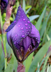 2425731295_b9068cde67_m.jpg