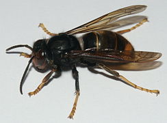 244px-Vespa_velutina_03.jpg