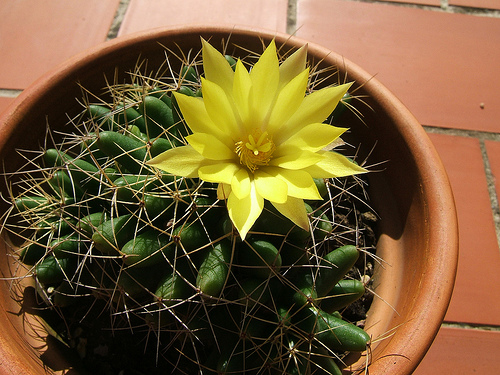 2454183770_8dd5d9337f.jpg