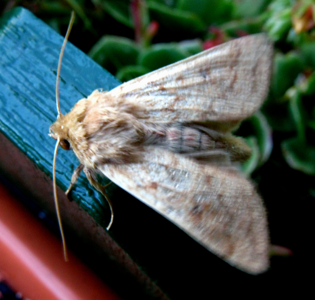 2459376595_bc9b063f27_b.jpg