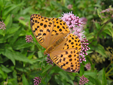 2468_2159_DSCN9962%5B1%5D.jpg