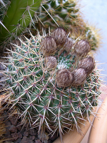 2474256714_ebe610636e.jpg
