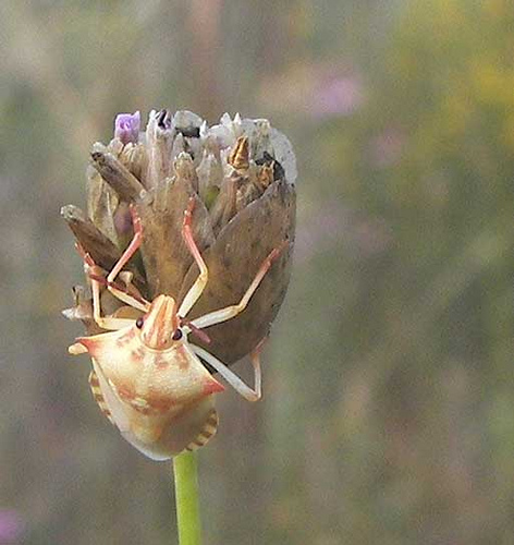 2491749805_1eb387aa00.jpg
